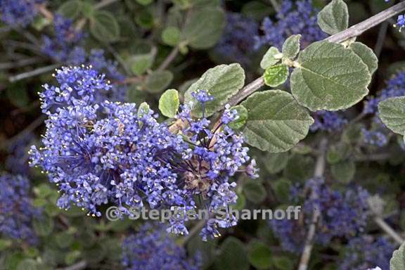 ceanothus tomentosus 6 graphic